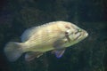 Leopard grouper or Mycteroperca rosacea