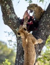 Leopard Guards Prey from Climbing Lion Cub Royalty Free Stock Photo
