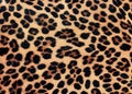Leopard fur spot pattern background - Leopard skin rug with spotted design
