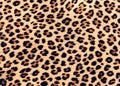 Leopard fur spot pattern background - Leopard skin rug with spotted design