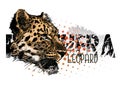 Leopard banner vector Illustration