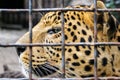 Leopard head closeup. Leopard in cage at zoo. Leopard (Panthera pardus) in captivity.