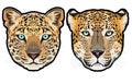 Leopard head, Panthera pardus, big cat, wild animal full color vector illustration