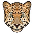 Leopard head in vector, Panthera pardus, big cat, wild animal