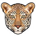 Leopard head in vector, Panthera pardus, big cat, wild animal