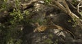 Leopard and her cubs resting on rocks, Serengeti, Tanzania Royalty Free Stock Photo