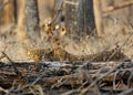 Leopard hiding behind tree trunk