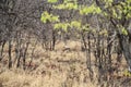 Leopard hiding in the bush, Kruger National Park, South Africa