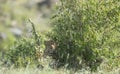 Leopard hiding in Bush at Masai Mara Game Reserve, Kenya Royalty Free Stock Photo