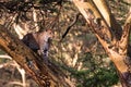 Leopard hiding on the tree. Nakuru. Royalty Free Stock Photo