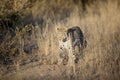 A leopard on the hunt Royalty Free Stock Photo