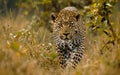 A leopard on the hunt stealthily approaches its prey Royalty Free Stock Photo