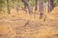 A leopard amidst the vegetation of south luangwa national park in Zambia