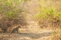 A leopard amidst the vegetation of south luangwa national park in Zambia