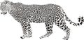 Leopard illustration Royalty Free Stock Photo