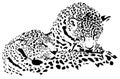 Leopard illustration Royalty Free Stock Photo