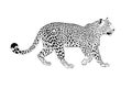 Leopard illustration on a white Royalty Free Stock Photo