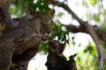 Leopard im Baum beim Beobachten Royalty Free Stock Photo