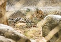 Leopard improsoned behind a Zoo Cage Royalty Free Stock Photo