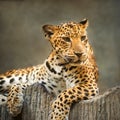 Leopard Royalty Free Stock Photo