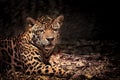 Leopard with intense eyes Royalty Free Stock Photo