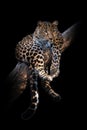 Leopard isolated on black background