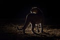 A leopard on its nightly patrol pausing in the spot light Royalty Free Stock Photo
