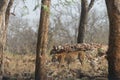 Leopard in its Prime habitat at Tadoba Tiger reserve Maharashtra,India