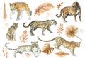 Leopard,jaguar cat animal set with tropical golden leaves