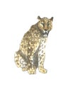 Leopard,jaguar cat animal sitting