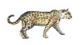 Leopard,jaguar cat watercolor illustration animal walking