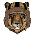 Leopard, jaguar face. Rugby leather helmet. Portrait of wild animal.