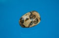 A leopard jasper as tumbled gemstone and healing stone