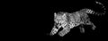 Leopard jumping with a black background Royalty Free Stock Photo