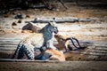 Leopard just after a kill Royalty Free Stock Photo