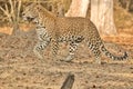 Leopard at Kabini, Nagarhole National Park, Karnataka, India with its stunning look