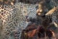 A leopard on a kill Royalty Free Stock Photo