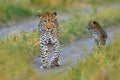 Leopard kitten baby, hidden nice orange grass. Leopard cub with mother walk. Big wild cat in the nature habitat, sunny day on the Royalty Free Stock Photo