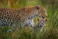 Leopard kitten baby, hidden nice orange grass. Leopard cub with mother walk. Big wild cat in the nature habitat, sunny day on the