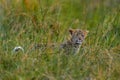 Leopard kitten baby, hidden nice orange grass. Leopard cub with mother walk. Big wild cat in the nature habitat, sunny day on the Royalty Free Stock Photo