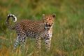 Leopard kitten baby, hidden nice orange grass. Leopard cub with mother walk. Big wild cat in the nature habitat, sunny day on the