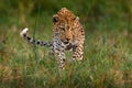 Leopard kitten baby, hidden nice orange grass. Leopard cub with mother walk. Big wild cat in the nature habitat, sunny day on the Royalty Free Stock Photo