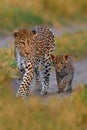 Leopard kitten baby, hidden nice orange grass. Leopard cub with mother walk. Big wild cat in the nature habitat, sunny day on the