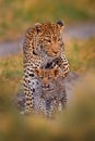 Leopard kitten baby, hidden nice orange grass. Leopard cub with mother walk. Big wild cat in the nature habitat, sunny day on the