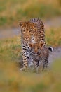 Leopard kitten baby, hidden nice orange grass. Leopard cub with mother walk. Big wild cat in the nature habitat, sunny day on the