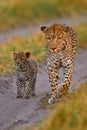 Leopard kitten baby, hidden nice orange grass. Leopard cub with mother walk. Big wild cat in the nature habitat, sunny day on the Royalty Free Stock Photo