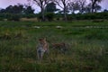 Leopard kitten with mother in the nature habitat. Nature wildlife, Okavango delta in Botswana, Africa. Wide angle lens in nature,