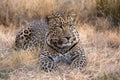 Leopard kruger nationa park