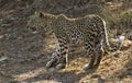 Leopard - Kruger National Park
