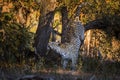 Leopard in Kruger National park, South Africa Royalty Free Stock Photo